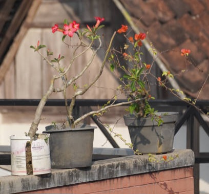 plastic vase in nepal